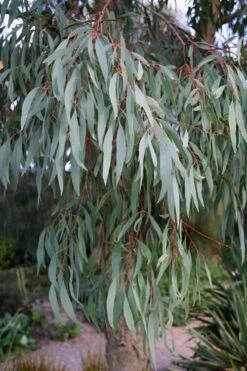 Angus Cold Hardy Eucalyptus Tree (Eucalyptus Nicholii) - 1 Gallon Pot -Garden Plant Shop Eucalyptus Angus 15 4