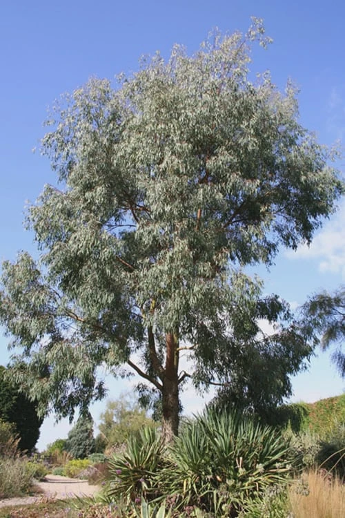 Angus Cold Hardy Eucalyptus Tree (Eucalyptus nicholii) - 3 Quart Pot Angus Cold Hardy Eucalyptus Tree (Eucalyptus Nicholii) - 3 Quart Pot -Garden Plant Shop Eucalyptus Angus 16 1