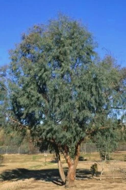 Angus Cold Hardy Eucalyptus Tree (Eucalyptus Nicholii) - 2 Gallon Pot -Garden Plant Shop Eucalyptus Angus 17 2