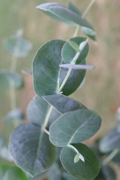 Big O Cold Hardy Eucalyptus Tree (Eucalyptus Neglecta) - 1 Gallon Pot 7 Big O Cold Hardy Eucalyptus Tree (Eucalyptus Neglecta) - 1 Gallon Pot -Garden Plant Shop Eucalyptus Big O 3 500x750 4