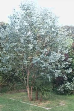 Big O Cold Hardy Eucalyptus Tree (Eucalyptus Neglecta) - 5 Gallon Pot (4-5') -Garden Plant Shop Eucalyptus Big O 5 500x750 7