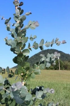 Big O Cold Hardy Eucalyptus Tree (Eucalyptus Neglecta) - 5 Gallon Pot (5-6') -Garden Plant Shop Eucalyptus Big O Cold 2 500x750 3