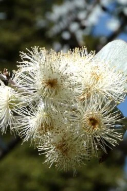 Bluey Cold Hardy Eucalyptus Tree (Eucalyptus Pulverulenta) - 6 Pack Of 1 Gallon Pots 7 Bluey Cold Hardy Eucalyptus Tree (Eucalyptus Pulverulenta) - 6 Pack Of 1 Gallon Pots -Garden Plant Shop Eucalyptus Bluey 6 3