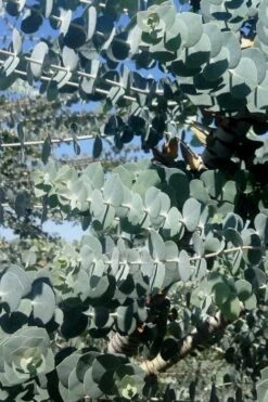 Bluey Cold Hardy Eucalyptus Tree (Eucalyptus Pulverulenta) - 6 Pack Of 1 Gallon Pots 4 Bluey Cold Hardy Eucalyptus Tree (Eucalyptus Pulverulenta) - 6 Pack Of 1 Gallon Pots -Garden Plant Shop Eucalyptus Bluey 8 3