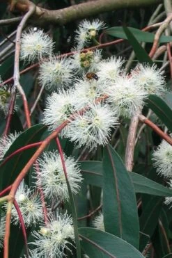 Jersey Girl Cold Hardy Eucalyptus Tree (Eucalyptus Macarthurii) - 1 Gallon Pot -Garden Plant Shop Eucalyptus Jersey Girl 1 2
