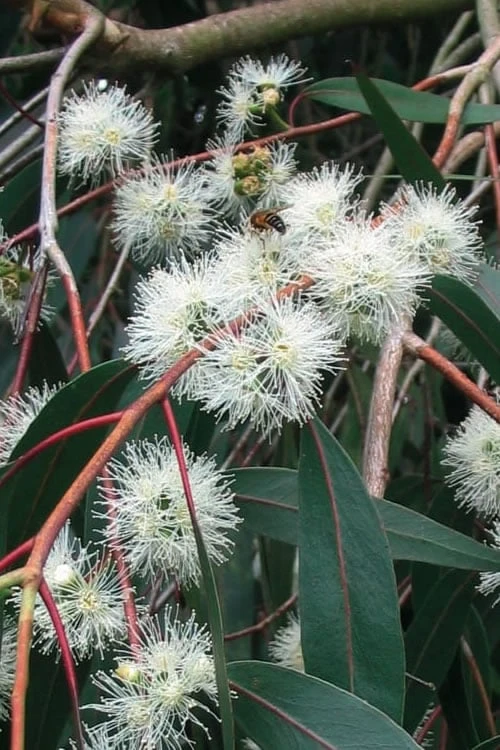 Jersey Girl Cold Hardy Eucalyptus Tree (Eucalyptus macarthurii) - 3 Quart Pot Jersey Girl Cold Hardy Eucalyptus Tree (Eucalyptus Macarthurii) - 3 Quart Pot -Garden Plant Shop Eucalyptus Jersey Girl 1 5