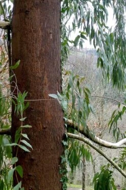 Jersey Girl Cold Hardy Eucalyptus Tree (Eucalyptus Macarthurii) - 3 Gallon Pot -Garden Plant Shop Eucalyptus Jersey Girl 2 1