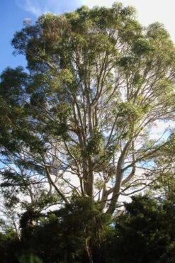 Jersey Girl Cold Hardy Eucalyptus Tree (Eucalyptus Macarthurii) - 1 Gallon Pot -Garden Plant Shop Eucalyptus Jersey Girl 6 2