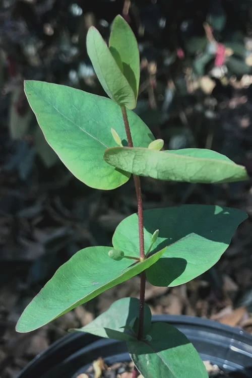 Jersey Girl Cold Hardy Eucalyptus Tree (Eucalyptus macarthurii) - 2 Gallon Pot Jersey Girl Cold Hardy Eucalyptus Tree (Eucalyptus Macarthurii) - 2 Gallon Pot -Garden Plant Shop Eucalyptus Jersey Girl 7 3