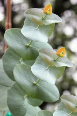 Luna Cold Hardy Eucalyptus Tree (Eucalyptus Perriniana) - Quart Pot -Garden Plant Shop Eucalyptus Luna 1 1