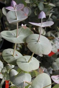 Luna Cold Hardy Eucalyptus Tree (Eucalyptus Perriniana) - 2 Gallon Pot -Garden Plant Shop Eucalyptus Luna 13 4