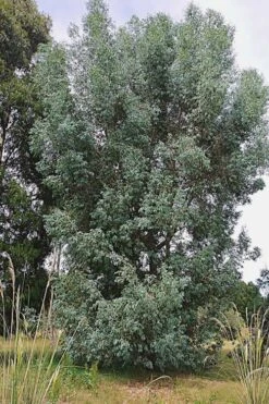 Luna Cold Hardy Eucalyptus Tree (Eucalyptus Perriniana) - 2 Gallon Pot -Garden Plant Shop Eucalyptus Luna 5 4