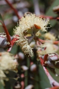 Luna Cold Hardy Eucalyptus Tree (Eucalyptus Perriniana) - Quart Pot -Garden Plant Shop Eucalyptus Luna 6 1