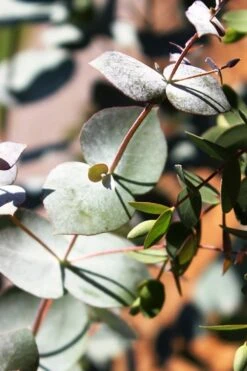 Maggie Cold Hardy Eucalyptus Tree (Eucalyptus Nova Anglica) - 3 Quart Pot -Garden Plant Shop Eucalyptus Maggie 10 2