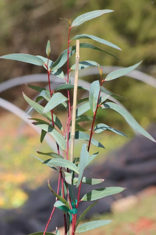 Snow Day Cold Hardy Eucalyptus Tree (Eucalyptus gregsoniana) - 3 Gallon Pot Snow Day Cold Hardy Eucalyptus Tree (Eucalyptus Gregsoniana) - 3 Gallon Pot -Garden Plant Shop Eucalyptus Snow Day 1 2