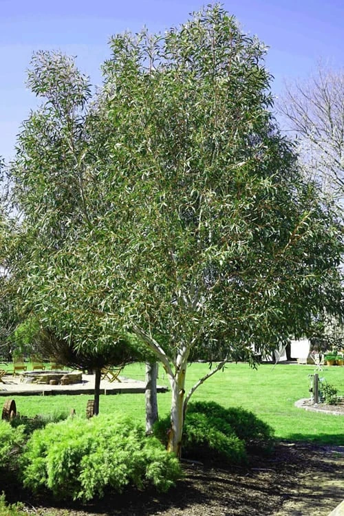 Snow Day Cold Hardy Eucalyptus Tree (Eucalyptus gregsoniana) - 3 Gallon Pot Snow Day Cold Hardy Eucalyptus Tree (Eucalyptus Gregsoniana) - 3 Gallon Pot -Garden Plant Shop Eucalyptus Snow Day 2 2