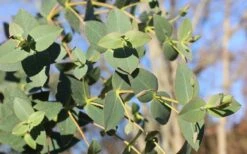 Cab Sav Cold Hardy Eucalyptus Tree (Eucalyptus Rubida) - 2 Gallon Pot 3 Cab Sav Cold Hardy Eucalyptus Tree (Eucalyptus Rubida) - 2 Gallon Pot -Garden Plant Shop Eucalyptus Tree Cab Sav Rubida