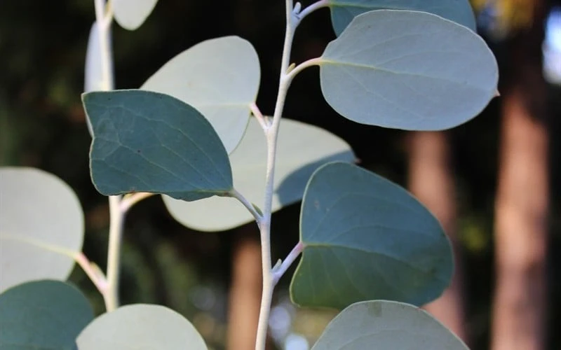 Mappa Tassie Cold Hardy Eucalyptus Tree (Eucalyptus pauciflora) - 1 Gallon Pot Mappa Tassie Cold Hardy Eucalyptus Tree (Eucalyptus Pauciflora) - 1 Gallon Pot -Garden Plant Shop Eucalyptus Tree Mappa Tassie Pauciflora Snow Gum 3