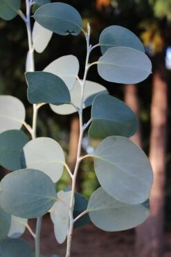 Mappa Tassie Cold Hardy Eucalyptus Tree (Eucalyptus Pauciflora) - 1 Gallon Pot 5 Mappa Tassie Cold Hardy Eucalyptus Tree (Eucalyptus Pauciflora) - 1 Gallon Pot -Garden Plant Shop Eucalytptus Mappa Tassie BS 3