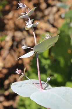 Maggie Cold Hardy Eucalyptus Tree (Eucalyptus Nova Anglica) - 3 Quart Pot -Garden Plant Shop Eusalyptus Maggie 1 500x750 3