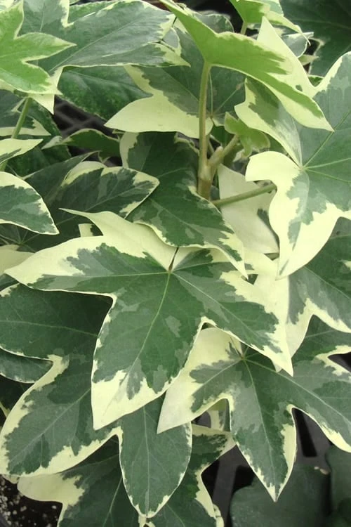 Angyo Star Fatshedera - 3 Gallon Pot Angyo Star Fatshedera - 3 Gallon Pot -Garden Plant Shop Fatshedera Angyo Star 2 1