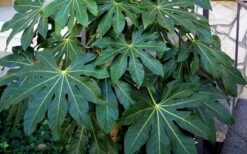 Fatsia Japonica (Japanese Aralia / Glossy Paper Plant) - 7 Gallon Pot (2-3') -Garden Plant Shop Fatsia Japanese Aralia 1 1