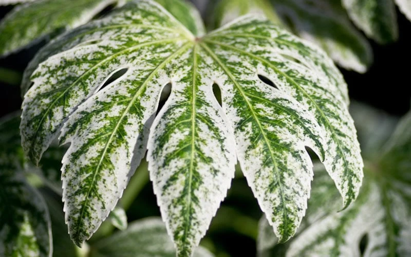 Spider's Web Fatsia - Japanese Aralia Paper Plant - 3 Gallon Pot Spider's Web Fatsia - Japanese Aralia Paper Plant - 3 Gallon Pot -Garden Plant Shop Fatsia Spider Web close Up 1