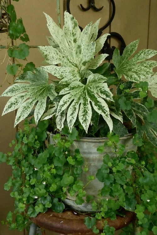 Spider's Web Fatsia - Japanese Aralia Paper Plant - 2 Gallon Pot Spider's Web Fatsia - Japanese Aralia Paper Plant - 2 Gallon Pot -Garden Plant Shop Fatsia Spiders Web 21
