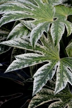Spider's Web Fatsia - Japanese Aralia Paper Plant - 3 Gallon Pot 4 Spider's Web Fatsia - Japanese Aralia Paper Plant - 3 Gallon Pot -Garden Plant Shop Fatsia Spiders Web 24 1