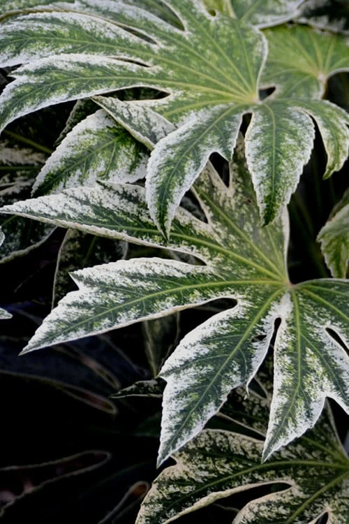 Spider's Web Fatsia - Japanese Aralia Paper Plant - 5 Gallon Pot Spider's Web Fatsia - Japanese Aralia Paper Plant - 5 Gallon Pot -Garden Plant Shop Fatsia Spiders Web 24 2