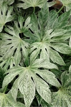 Spider's Web Fatsia - Japanese Aralia Paper Plant - 3 Gallon Pot 3 Spider's Web Fatsia - Japanese Aralia Paper Plant - 3 Gallon Pot -Garden Plant Shop Fatsia Spiders Web 33 1