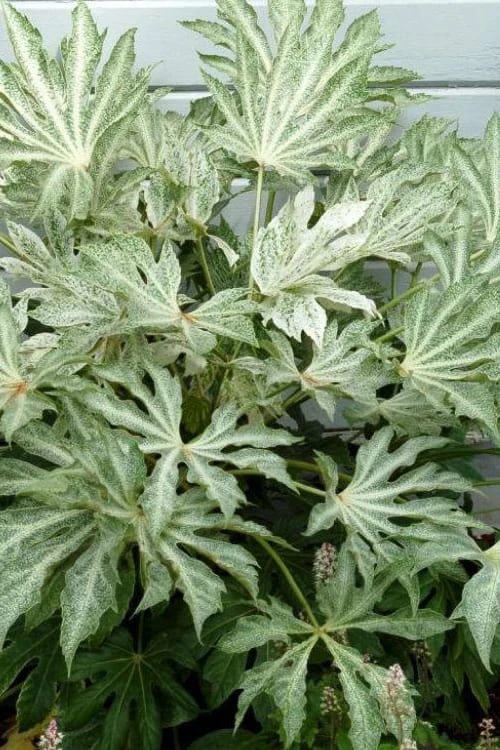 Spider's Web Fatsia - Japanese Aralia Paper Plant - 2 Gallon Pot Spider's Web Fatsia - Japanese Aralia Paper Plant - 2 Gallon Pot -Garden Plant Shop Fatsia Spiders Web 500x750 1