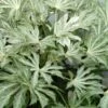 Spider's Web Fatsia - Japanese Aralia Paper Plant - 3 Gallon Pot