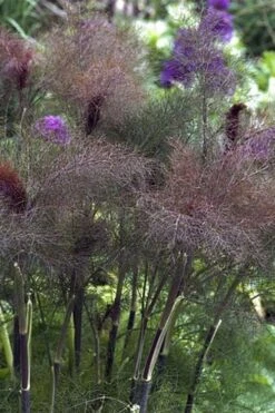 Bronze Fennel (Foeniculum Vulgare 'Purpureum') - 1 Gallon Pot -Garden Plant Shop Fennel Bronze 1