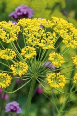 Bronze Fennel (Foeniculum Vulgare 'Purpureum') - 1 Gallon Pot -Garden Plant Shop Fennel Bronze 6