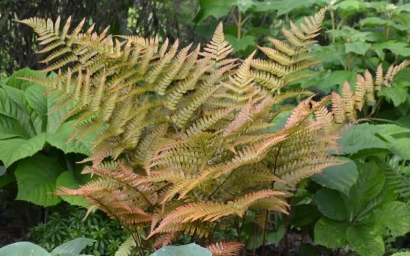Autumn Fern - Dryopteris erythrosora - 1 Gallon Pot Autumn Fern - Dryopteris Erythrosora - 1 Gallon Pot -Garden Plant Shop Fern Autumn 1 3