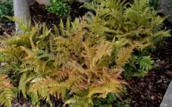 Autumn Fern - Dryopteris Erythrosora - 6 Pack Of 1 Gallon Pots -Garden Plant Shop Fern Autumn 2 2