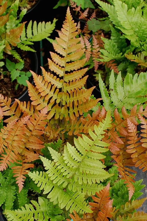 Autumn Fern (Dryopteris erythrosora) - 10 Pack of Quart Pots Autumn Fern (Dryopteris Erythrosora) - 10 Pack Of Quart Pots -Garden Plant Shop Fern Autumn 500x750 2