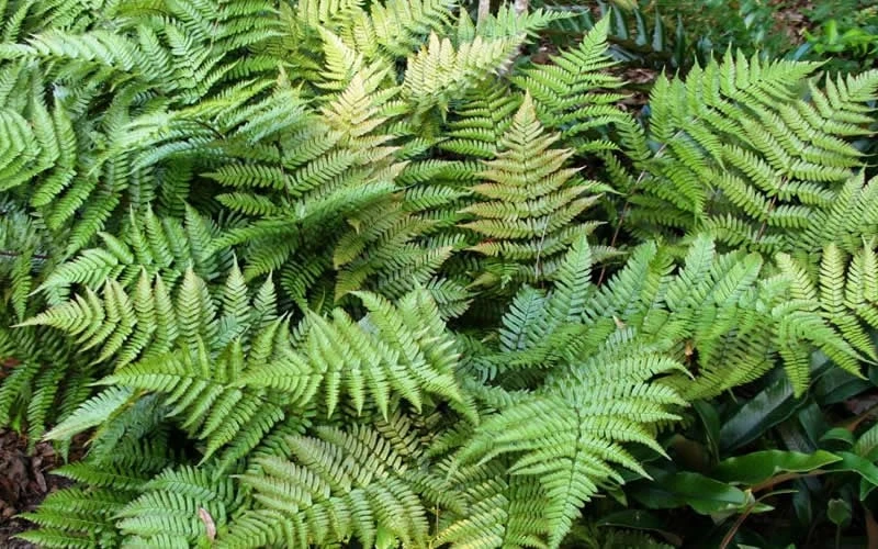 Autumn Fern (Dryopteris erythrosora) - 5 Pack of Quart Pots Autumn Fern (Dryopteris Erythrosora) - 5 Pack Of Quart Pots -Garden Plant Shop Fern Autumn Summer