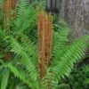 Cinnamon Fern (Osmunda Cinnamomea) - 1 Gallon Pot