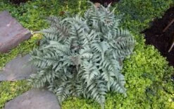 Japanese Painted Fern - 1 Gallon Pot 5 Japanese Painted Fern - 1 Gallon Pot -Garden Plant Shop Fern Japanese Painted 13 2