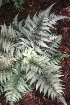 Japanese Painted Fern - 6 Pack Of 1 Gallon Pots 4 Japanese Painted Fern - 6 Pack Of 1 Gallon Pots -Garden Plant Shop Fern Japanese Painted 15 3