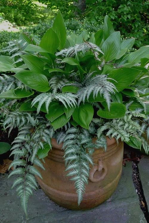 Japanese Painted Fern - 5 Pack of Quart Pots Japanese Painted Fern - 5 Pack Of Quart Pots -Garden Plant Shop Fern Japanese Painted 19