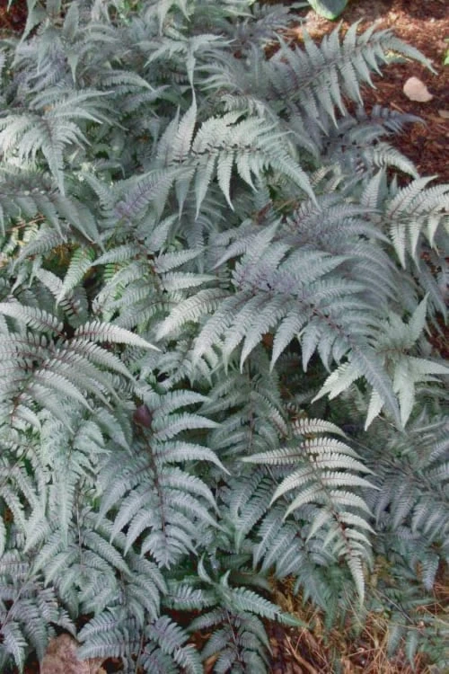 Japanese Painted Fern - 6 Pack of 1 Gallon Pots Japanese Painted Fern - 6 Pack Of 1 Gallon Pots -Garden Plant Shop Fern Japanese Painted 500x750 4