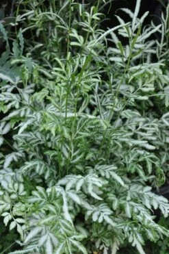 Silver Lace Fern - 5 Pack Of Quart Pots 3 Silver Lace Fern - 5 Pack Of Quart Pots -Garden Plant Shop Fern Silver Lace 5