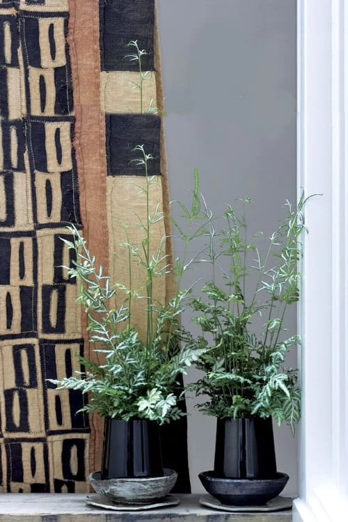 Silver Lace Fern - 5 Pack of Quart Pots Silver Lace Fern - 5 Pack Of Quart Pots -Garden Plant Shop Fern Silver Lace 6