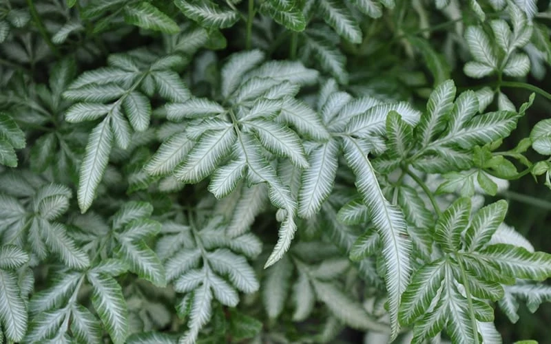 Silver Lace Fern - 5 Pack of Quart Pots Silver Lace Fern - 5 Pack Of Quart Pots -Garden Plant Shop Fern Silver Lace Closeup