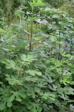 Black Mission Fig Tree - 3 Gallon Pot 3 Black Mission Fig Tree - 3 Gallon Pot -Garden Plant Shop Fig Black Mission 5 1