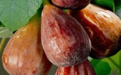 Brown Turkey Fig Tree - 5 Gallon Pot 3 Brown Turkey Fig Tree - 5 Gallon Pot -Garden Plant Shop Fig Brown Turkey 20 1