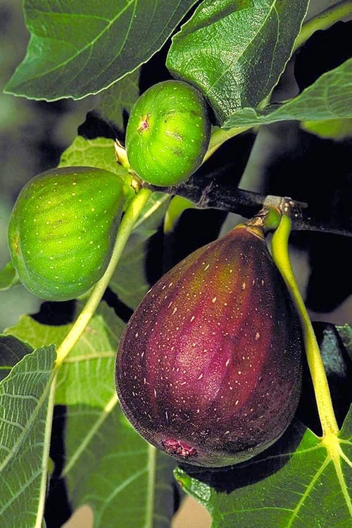 Brown Turkey Fig Tree - 1 Gallon Pot Brown Turkey Fig Tree - 1 Gallon Pot -Garden Plant Shop Fig Brown Turkey BS 2